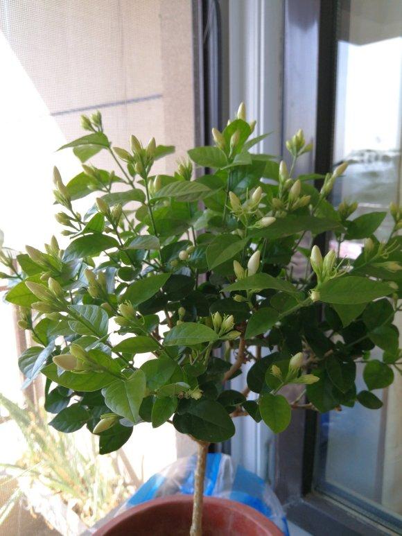 养茉莉，记住5点“疯狂”，一年开5茬，花开爆盆不是事（茉莉花养花指南）