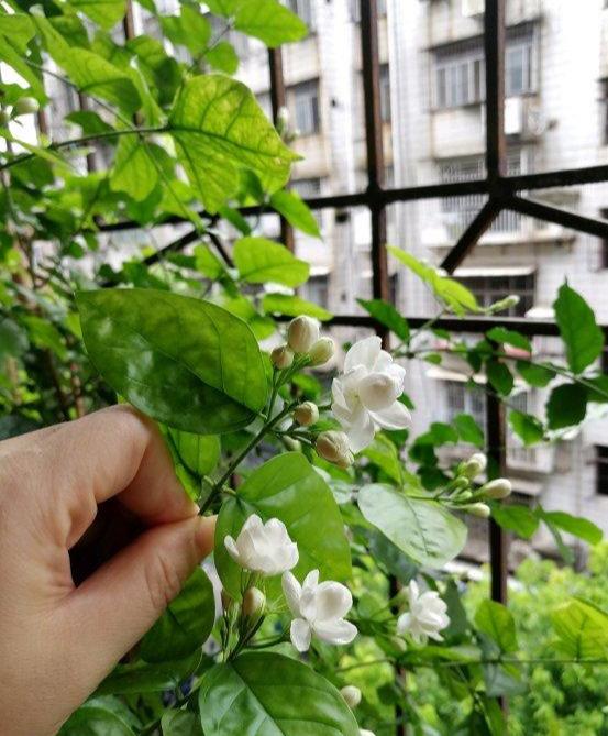 养茉莉，记住5点“疯狂”，一年开5茬，花开爆盆不是事（茉莉花养花指南）