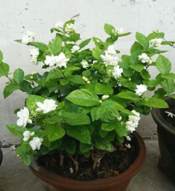 新手养茉莉花，只需做“3步”，呼呼开花香味足，四季不间断（茉莉花的养法和注意）