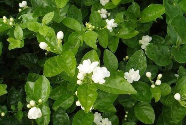 新手养茉莉花，只需做“3步”，呼呼开花香味足，四季不间断（茉莉花的养法和注意）