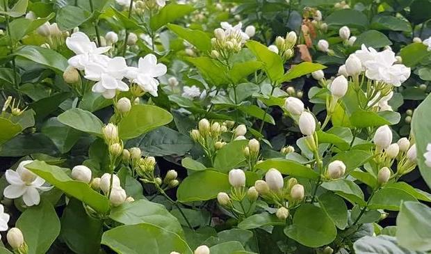 养好茉莉花6个字，大水大肥大太阳，开花多还不黄叶（茉莉花养吗）