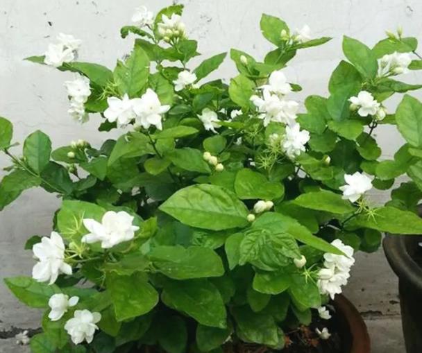 养好茉莉花6个字，大水大肥大太阳，开花多还不黄叶（茉莉花养吗）