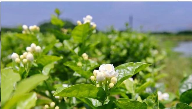 养好茉莉花6个字，大水大肥大太阳，开花多还不黄叶（茉莉花养吗）