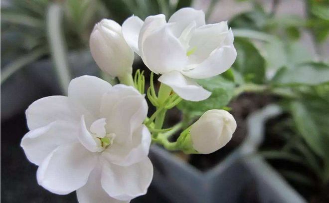 春末养茉莉花，花卉爆盆很简单，满树都是花（茉莉花如何养活）