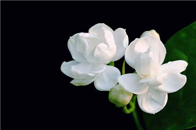 春末养茉莉花，花卉爆盆很简单，满树都是花（茉莉花如何养活）