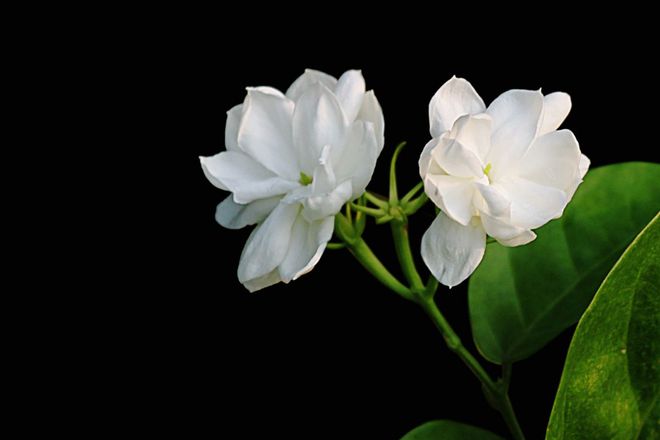 春末养茉莉花，花卉爆盆很简单，满树都是花（茉莉花如何养活）