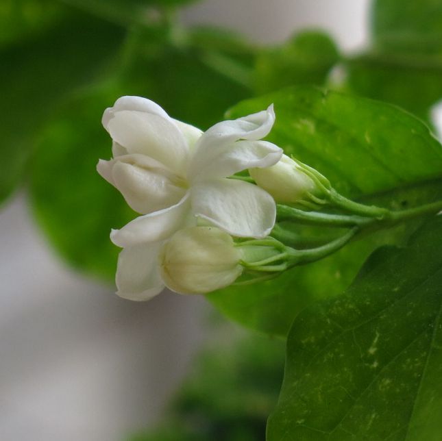 春末养茉莉花，花卉爆盆很简单，满树都是花（茉莉花如何养活）