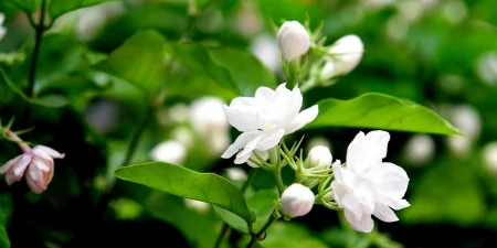 茉莉花的养殖方法和技巧有哪些？（茉莉花的养殖方法和注意事项有哪些）