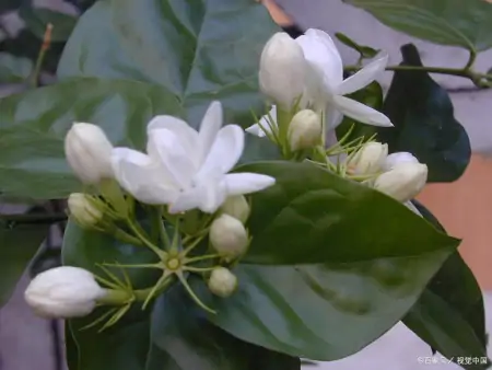 茉莉花的养殖方法和技巧有哪些？（茉莉花的养殖方法和注意事项有哪些）