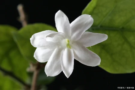 茉莉花的养殖方法和技巧有哪些？（茉莉花的养殖方法和注意事项有哪些）