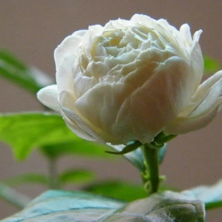 茉莉花的养殖方法和技巧有哪些？（茉莉花的养殖方法和注意事项有哪些）