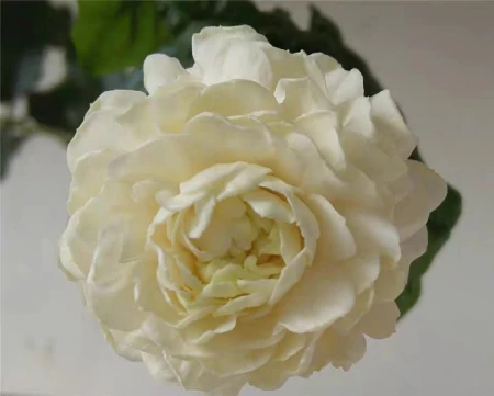 茉莉花的养殖方法和技巧有哪些？（茉莉花的养殖方法和注意事项有哪些）