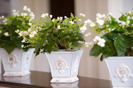 茉莉花的养殖方法（茉莉花的养殖方法和注意事项）