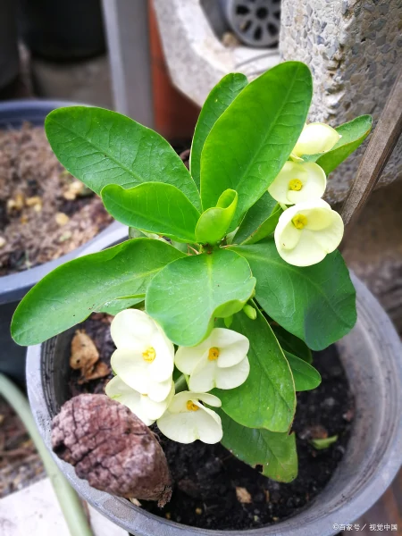 茉莉花的养殖方法（茉莉花的养殖方法和注意事项）