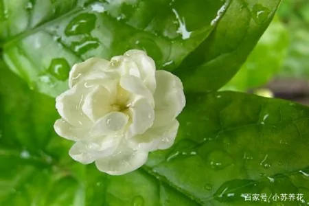 茉莉花的种植技巧，只需要注意这四个方面，看了的人都说学到了（茉莉花的种植方法及养护）