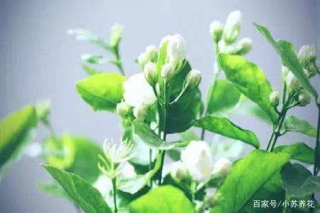 茉莉花的种植技巧，只需要注意这四个方面，看了的人都说学到了（茉莉花的种植方法及养护）