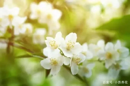 茉莉花的种植技巧，只需要注意这四个方面，看了的人都说学到了（茉莉花的种植方法及养护）