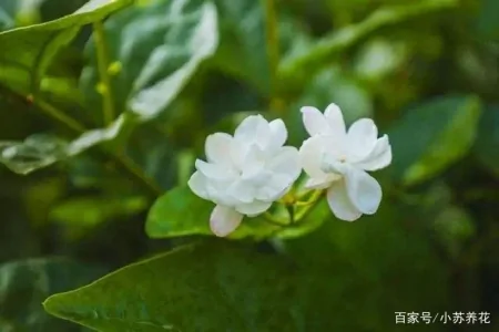 茉莉花的种植技巧，只需要注意这四个方面，看了的人都说学到了（茉莉花的种植方法及养护）