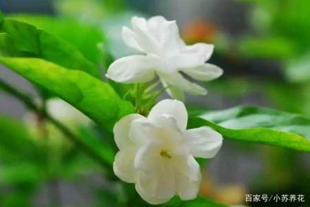 茉莉花的种植技巧，只需要注意这四个方面，看了的人都说学到了（茉莉花的种植方法及养护）