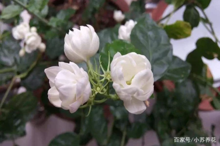 茉莉花的种植技巧，只需要注意这四个方面，看了的人都说学到了（茉莉花的种植方法及养护）