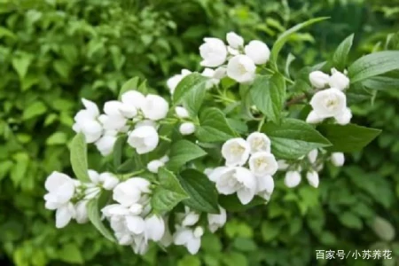 茉莉花的种植技巧，只需要注意这四个方面，看了的人都说学到了（茉莉花的种植方法及养护）