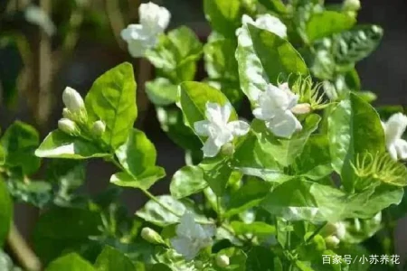 茉莉花的种植技巧，只需要注意这四个方面，看了的人都说学到了（茉莉花的种植方法及养护）