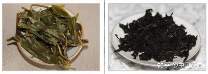 普洱生茶与熟茶，究竟有什么区别❓（普洱生茶与熟茶,究竟有什么区别）