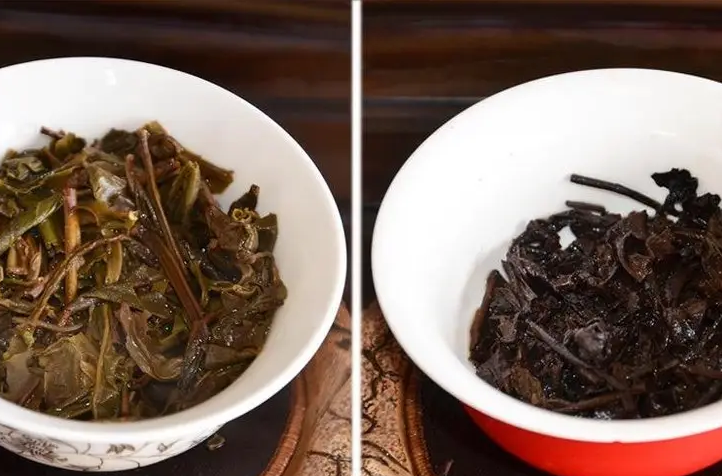 生普洱和熟普洱有什么区别？3招教你鉴别（什么茶适合女性长期饮用）