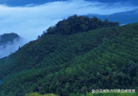 老生普洱茶的口感怎么样？口感丰富、醇厚柔和（老生普的特点）