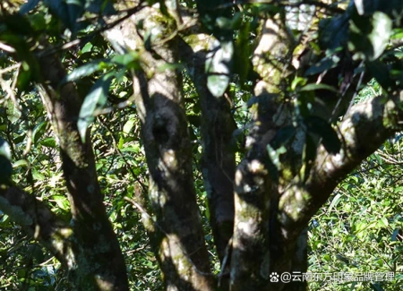 老生普洱茶的口感怎么样？口感丰富、醇厚柔和（老生普的特点）