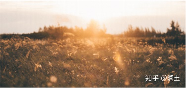 二十四节气之芒种（芒种节气稿子）