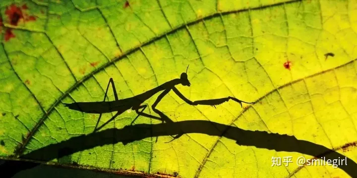 二十四节气-芒种（24节气芒种课件）