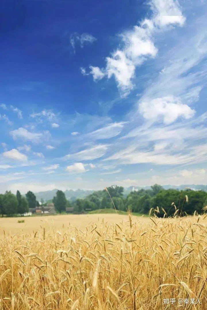 二十四节气:芒种（二十四节气芒种手抄报文字）