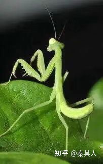 二十四节气:芒种（二十四节气芒种手抄报文字）