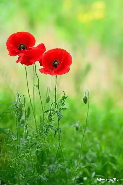 二十四节气:芒种（二十四节气芒种手抄报文字）