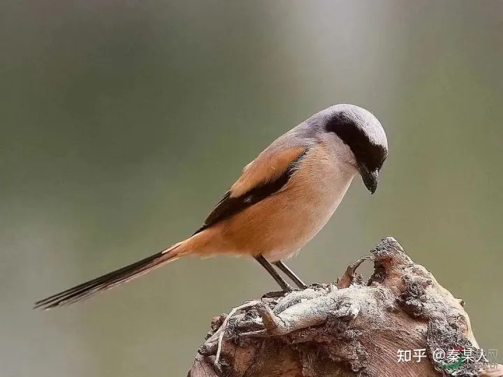 二十四节气:芒种（二十四节气芒种手抄报文字）