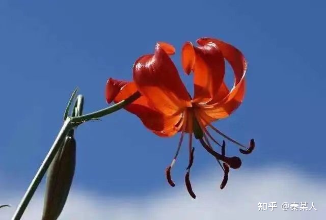 二十四节气:芒种（二十四节气芒种手抄报文字）