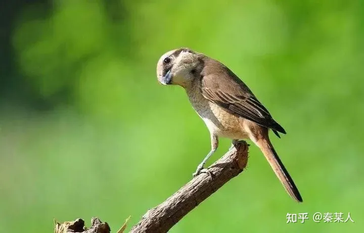 二十四节气:芒种（二十四节气芒种手抄报文字）