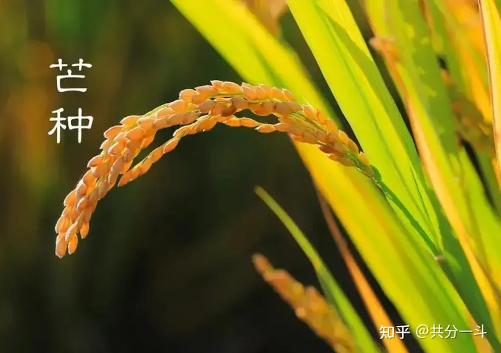 【二十四节气之芒种】（24节气芒种的意义）