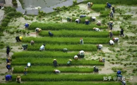 【二十四节气之芒种】（24节气芒种的意义）