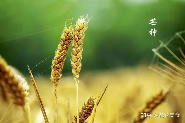 【二十四节气·芒种】泽草所生，种之芒种（泽草所生种之芒种怎么读拼音）