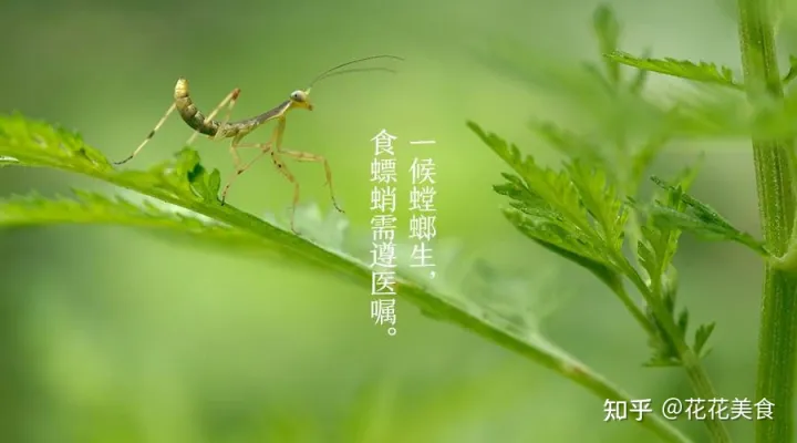 【二十四节气·芒种】泽草所生，种之芒种（泽草所生种之芒种怎么读拼音）