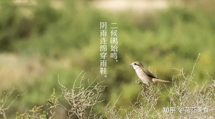 【二十四节气·芒种】泽草所生，种之芒种（泽草所生种之芒种怎么读拼音）