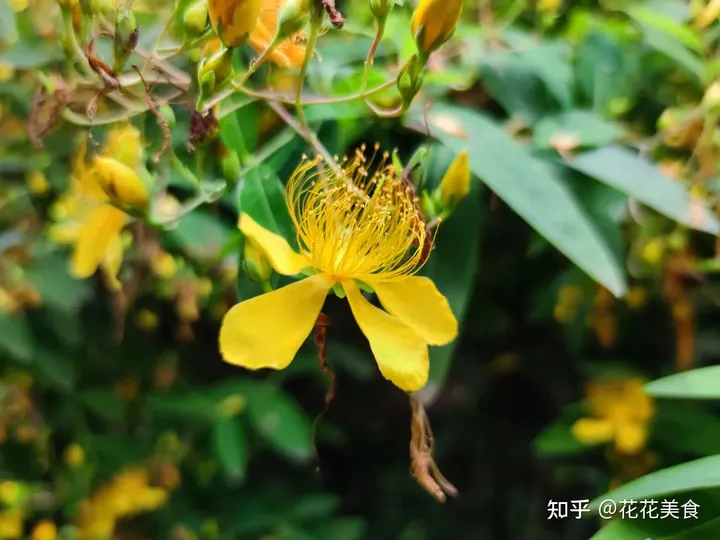 【二十四节气·芒种】泽草所生，种之芒种（泽草所生种之芒种怎么读拼音）
