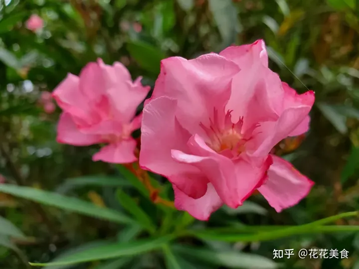 【二十四节气·芒种】泽草所生，种之芒种（泽草所生种之芒种怎么读拼音）