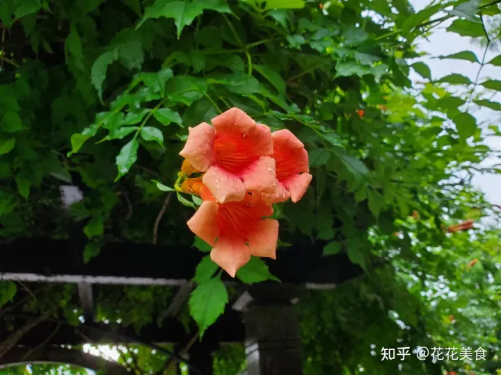 【二十四节气·芒种】泽草所生，种之芒种（泽草所生种之芒种怎么读拼音）