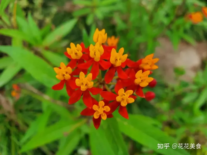 【二十四节气·芒种】泽草所生，种之芒种（泽草所生种之芒种怎么读拼音）