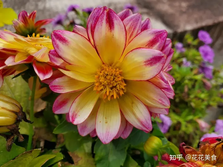 【二十四节气·芒种】泽草所生，种之芒种（泽草所生种之芒种怎么读拼音）