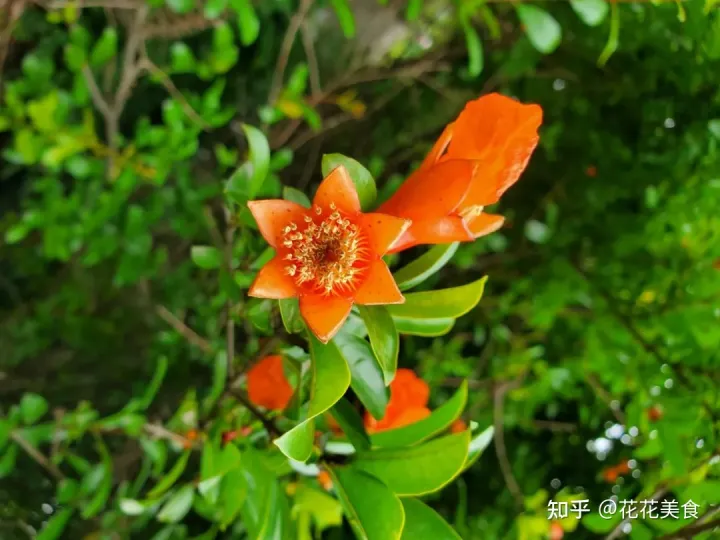 【二十四节气·芒种】泽草所生，种之芒种（泽草所生种之芒种怎么读拼音）