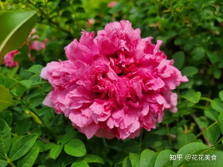 【二十四节气·芒种】泽草所生，种之芒种（泽草所生种之芒种怎么读拼音）